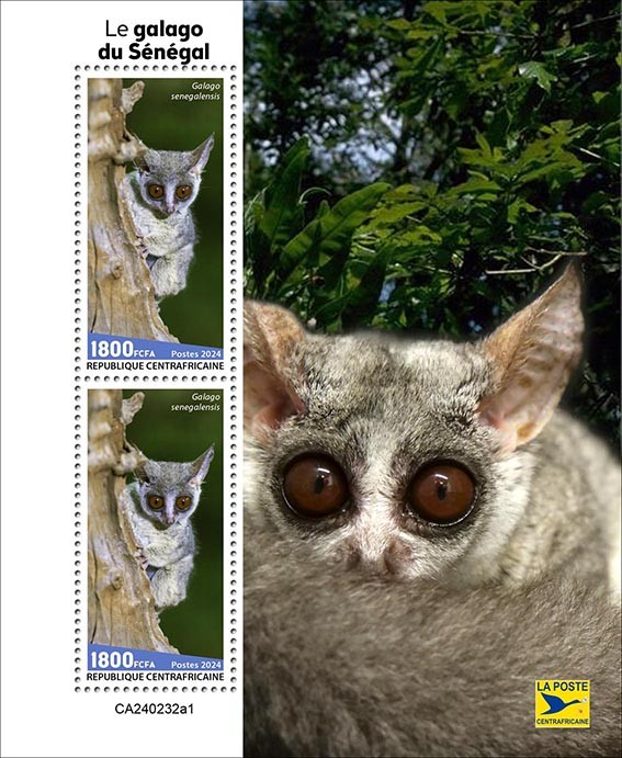 Senegal Bushbaby