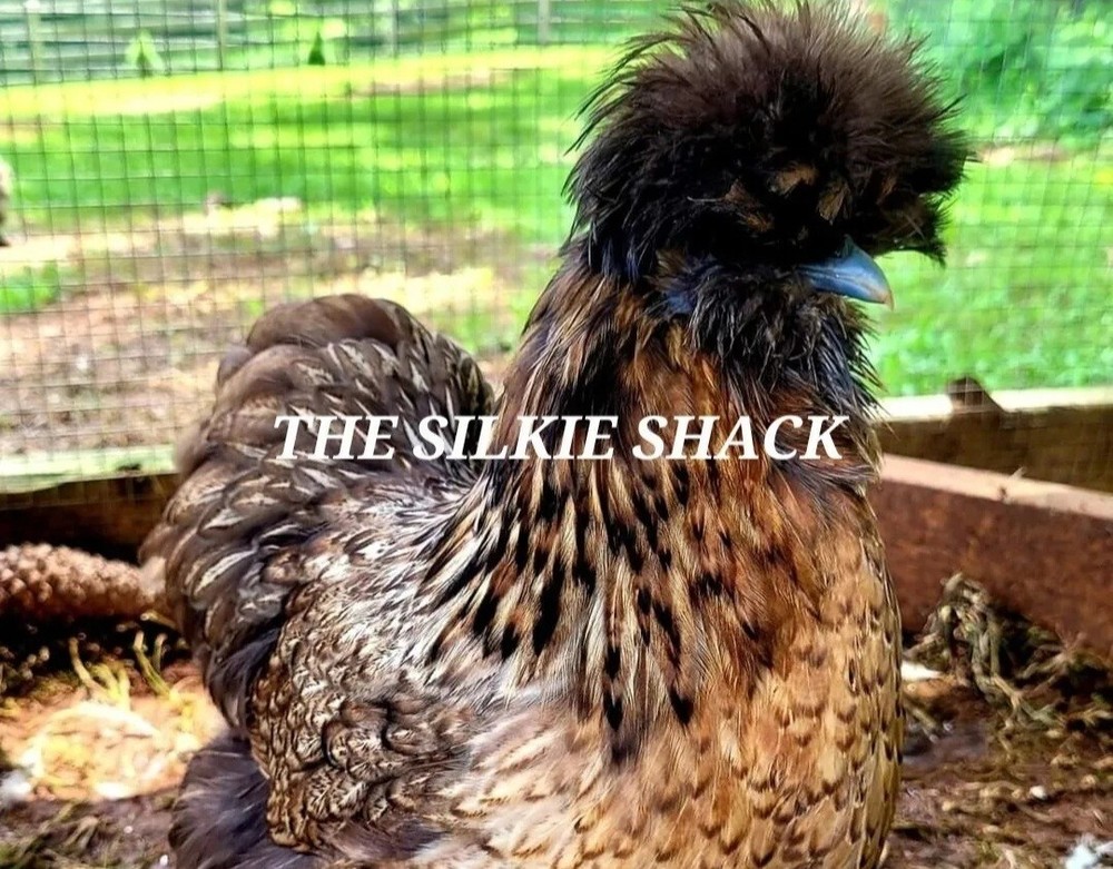Silkie Chicken Hatching Eggs NPIP Certified ( 1 Dozen)