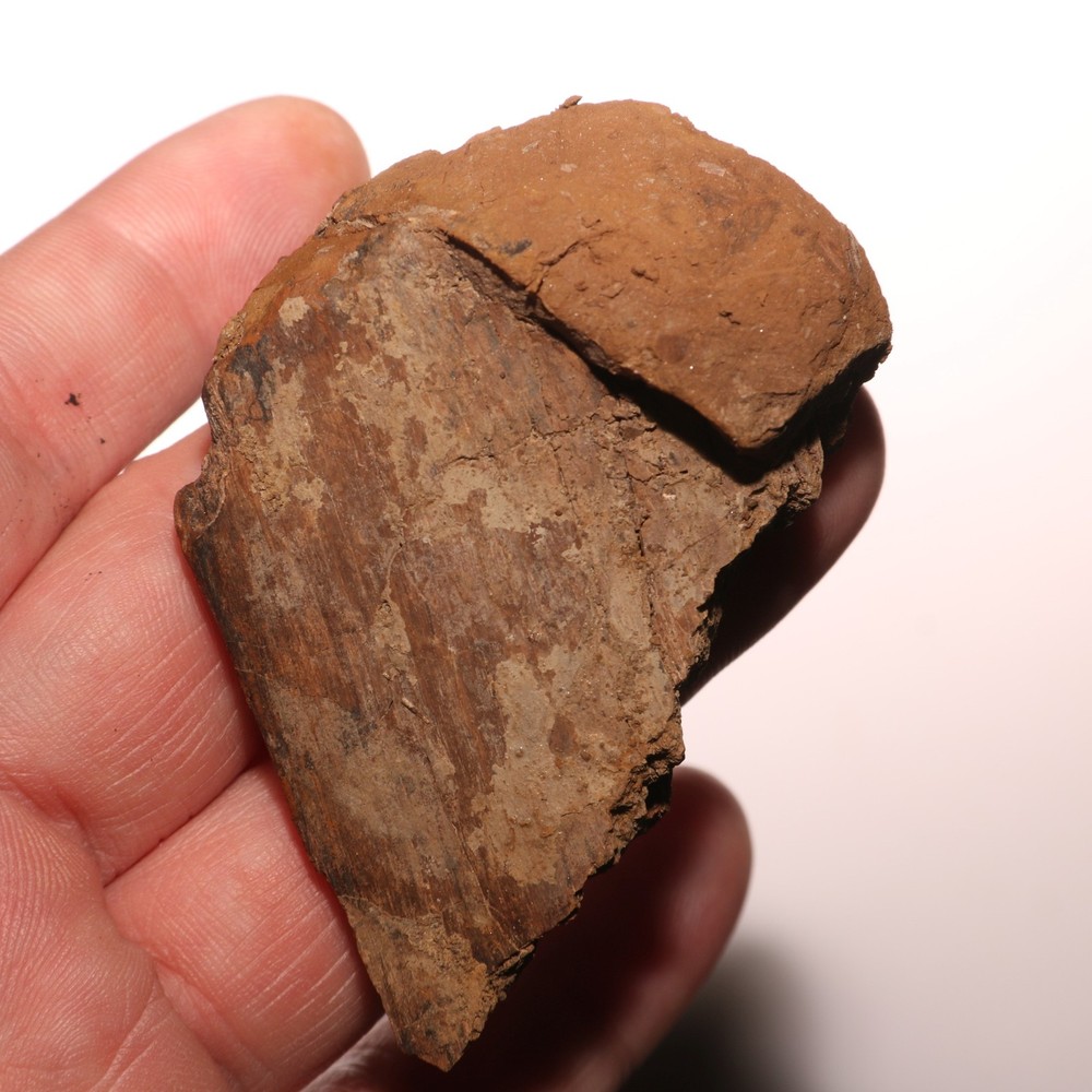 Edmontosaurus Vertebrae Process Fossil Bone Hell Creek Formation - CRETACEOUS