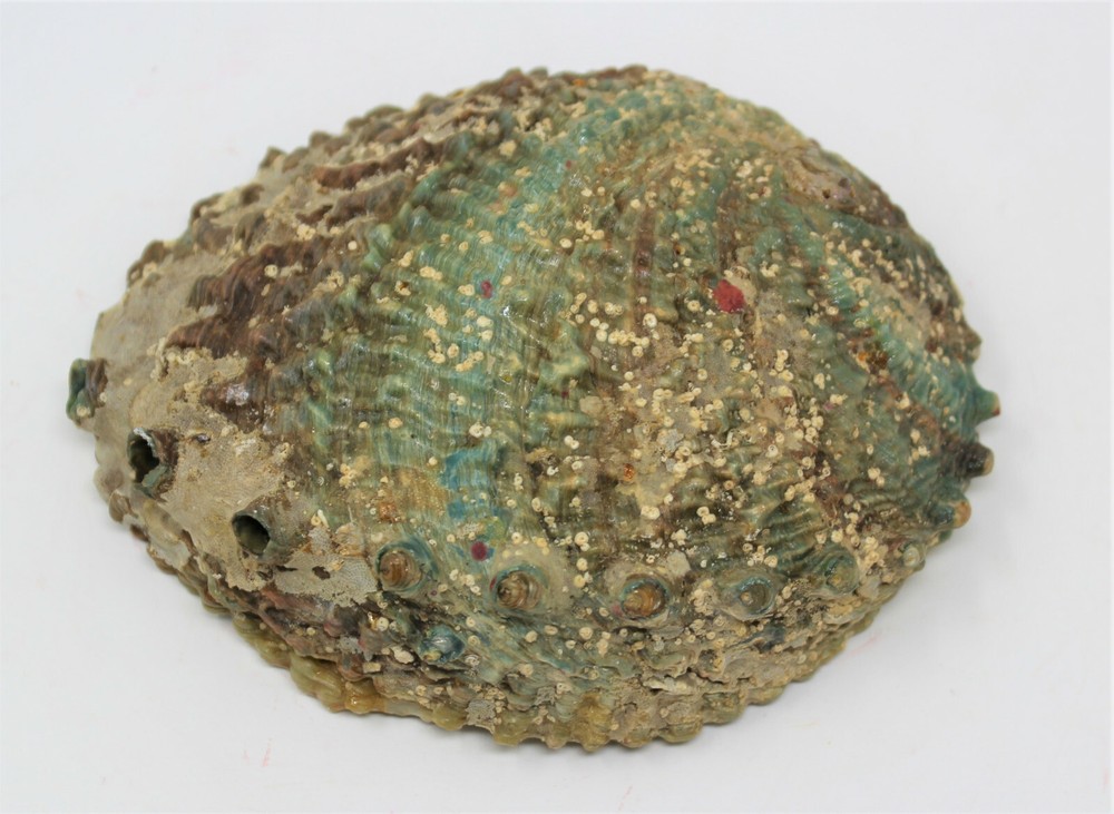 Smudge Kit: Abalone Shell, 6" Stand, Sage Smudge Stick PLUS Directions