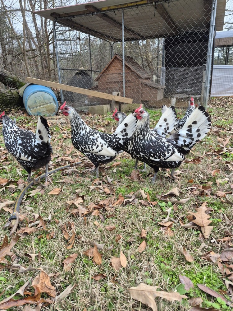 12+ Silver Spangled Hamburg Hatching Eggs NPIP Certified