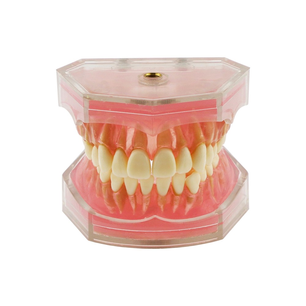 Dental Typodont Practice Removable Standard Teeth Model M7008 with Spare Teeth