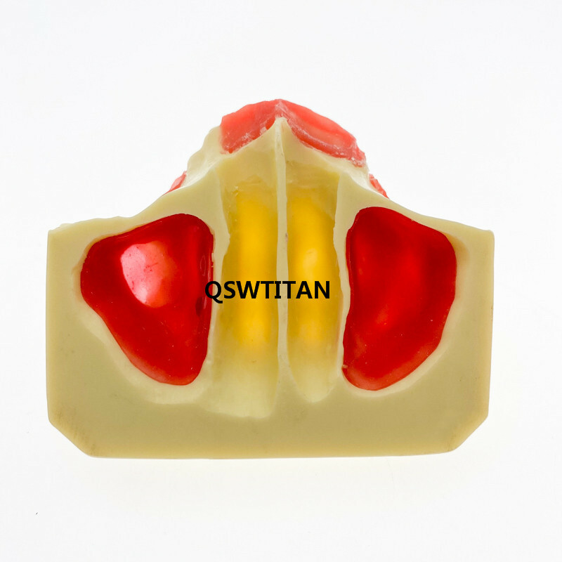 Dental Sinus Lift Practice Teeth Model Typodont Study Tooth Model M2012