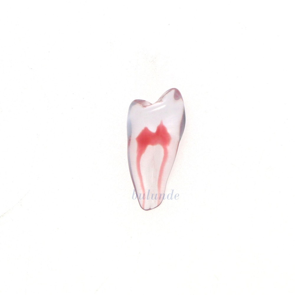 Dental Resin Endo Root Canal Teeth Model Practice Block RCT Pulp Cavity Study