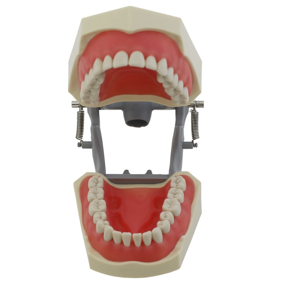 Columbia Dentoform 860 Dental Typodont Model 32pcs Removable Teeth Mounting Pole