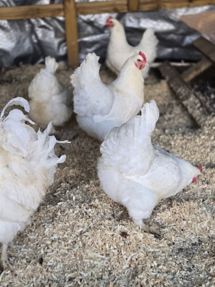 White Langshan Hatching Eggs 12 Plus 2 Extra