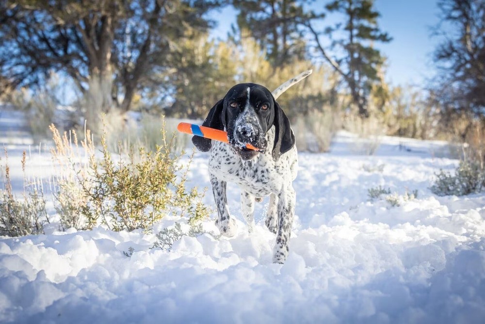 CHUCKIT! Ultra Fetch Stick 2 Pack