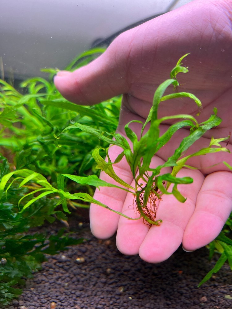 Java Fern Mini Trident Rare Live Aquarium Plant