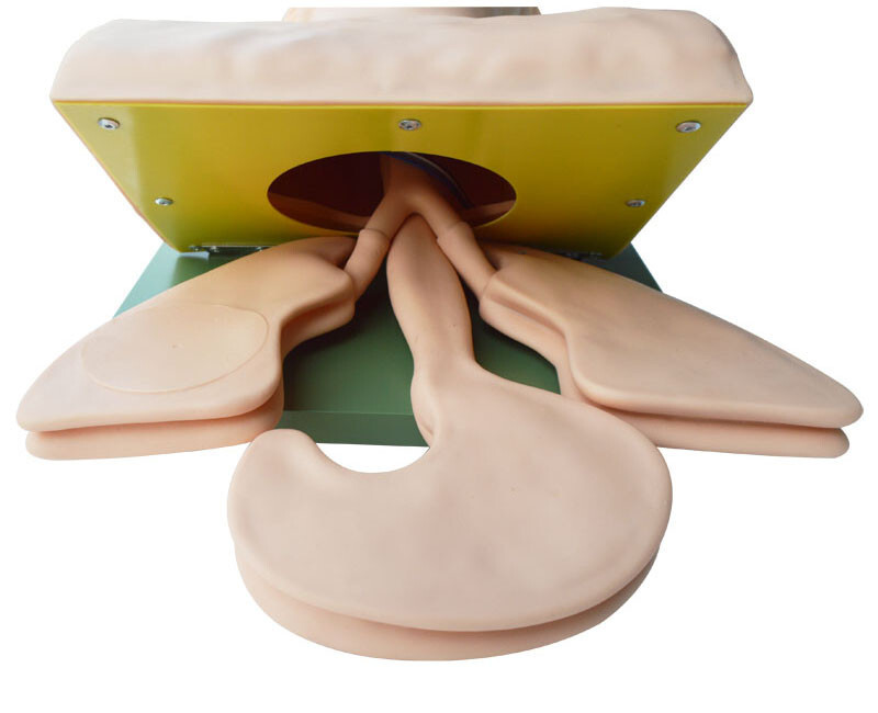 Electronic Silicone Airway Management Trainer,110VStudy Manikin TeachingModel