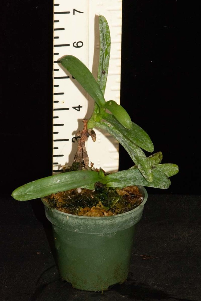 Aerangis cryptodon, AM/CHM/AOS parent