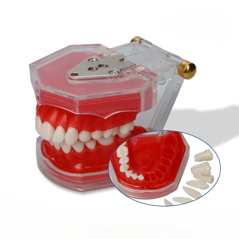 28 Tooth Extraction Pratice Model Removable Teeth Soft Gum Typodont Model