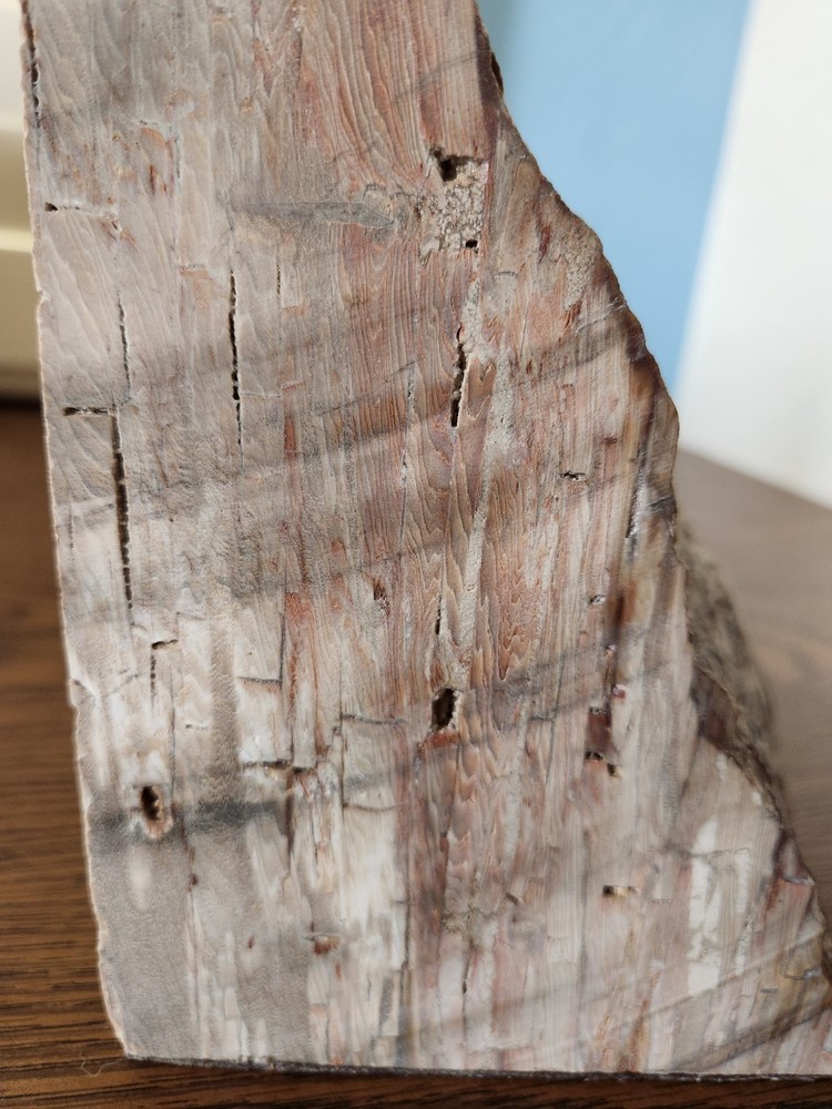 Polished Petrified Wood Bookend 3lb
