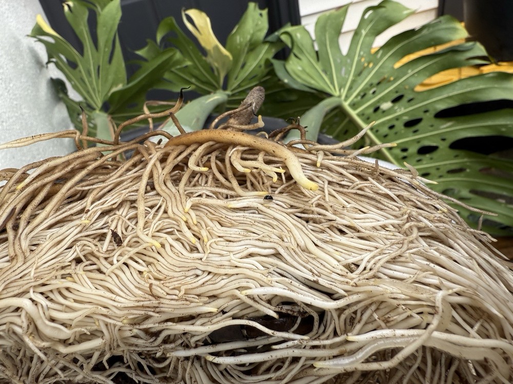 Gloom & Bloom - Root Rescuer - Root Inoculant, Root Rot -Monstera, Philodendron