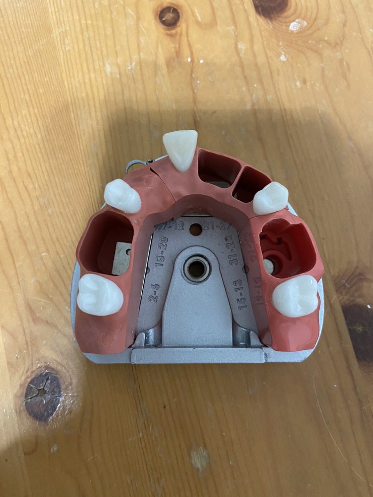 ADEX ModuPro Endo Typodont Maxilla Arch