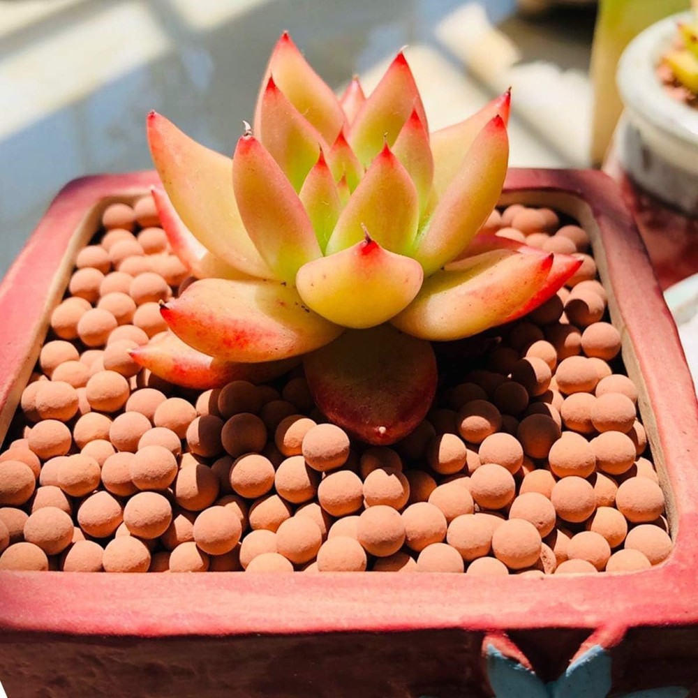 Eco-Friendly Clay Pebbles for Efficient Soil Drainage and Moisture Retention