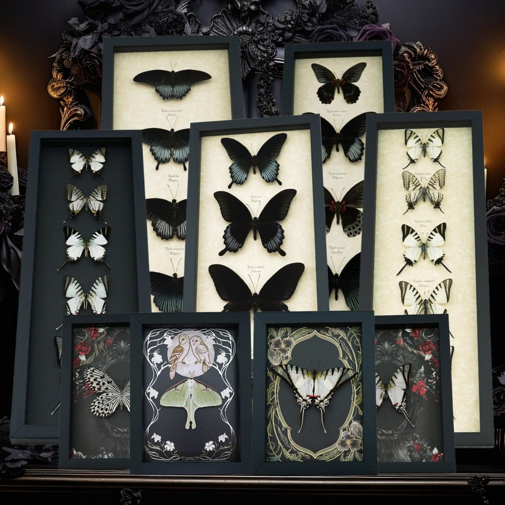 Real Framed Butterfly Eastern Black Swallowtail Papilio polyxenes Moonlight