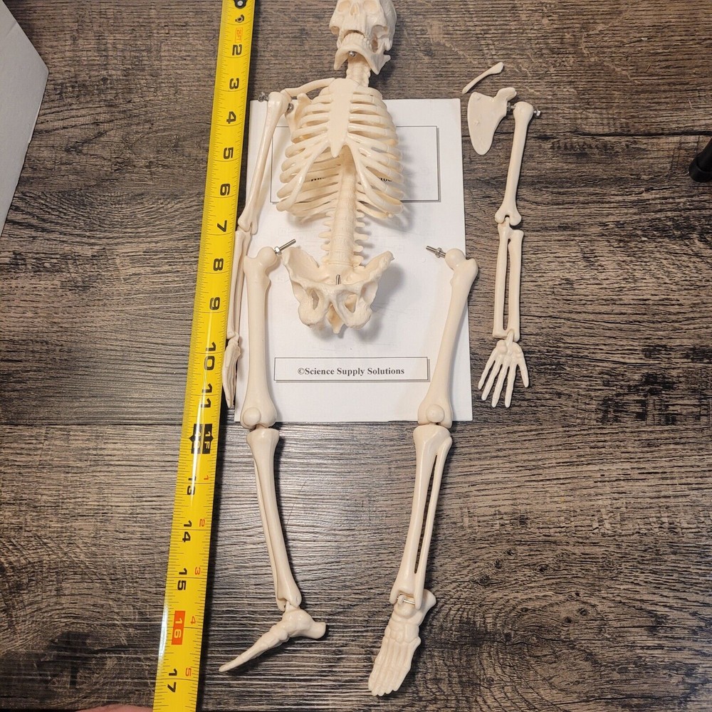 17"Human Skeleton HALLOWEEN Anatomy Model Science Classroom Skeleton Model Tool
