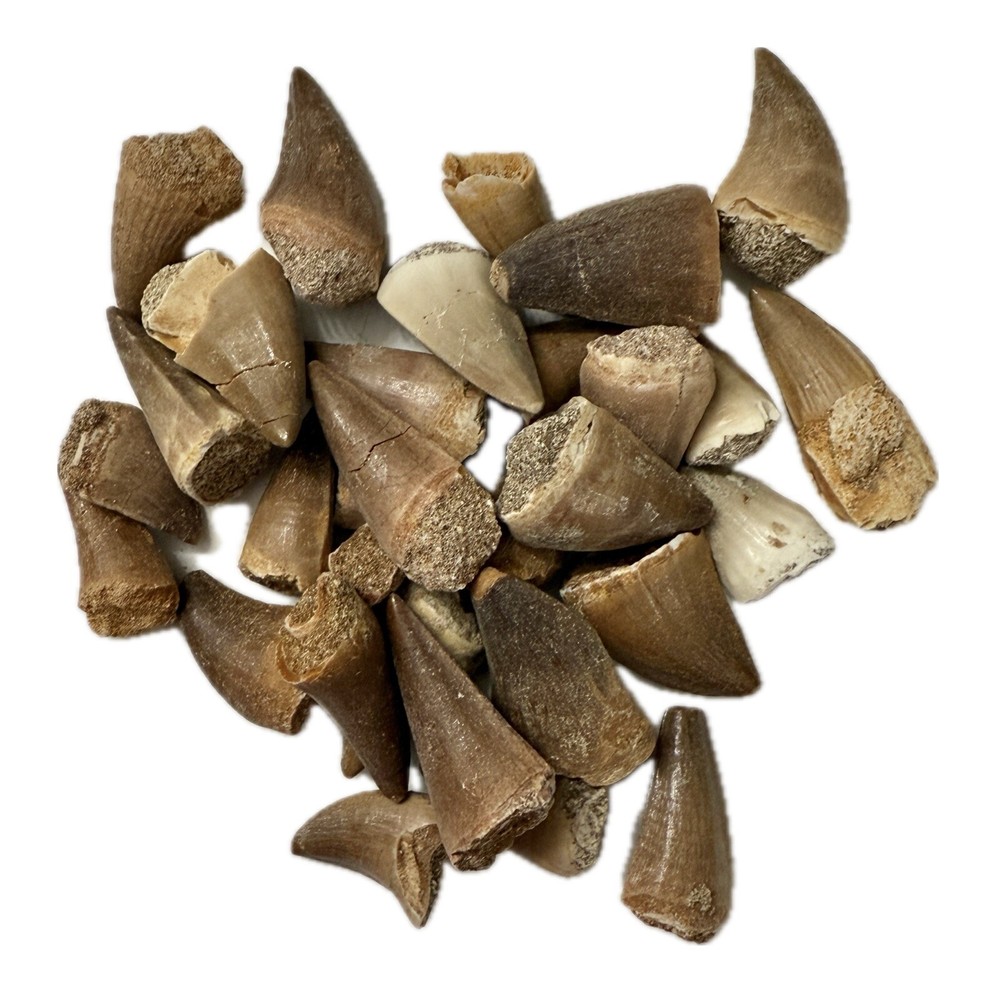 Real Mosasaur Tooth (35cm) - Cretaceous, Guaranteed Authentic, 1 Per Auction