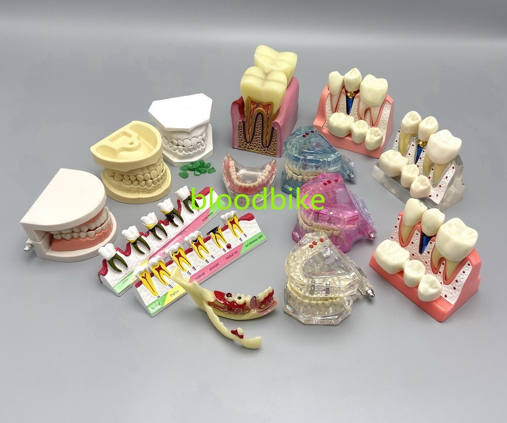 1pc Dental Typodont Teeth Study Teach Model Implant Endo Caries Demonstration