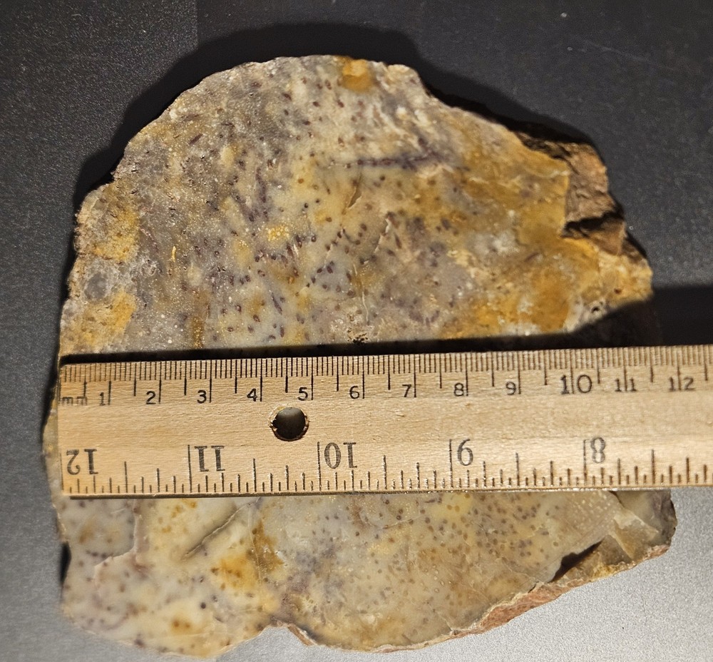 Palmwood Lapidary Slab 255 Grams