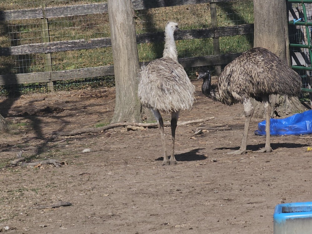 2 Emu Hatching Eggs White Blonde Normals