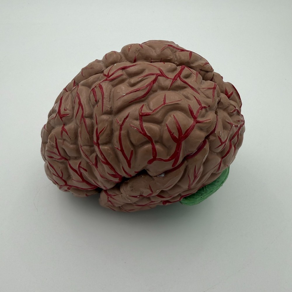Anatomically Accurate Human Brain Model Anatomy Science Teaching