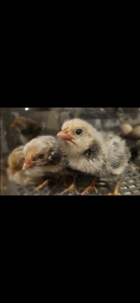 6 Silver Seabright Hatching Eggs!