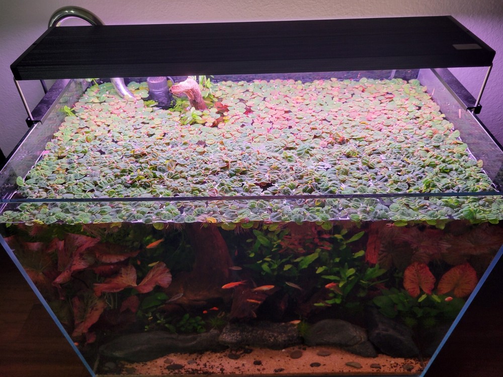 Red Root Floater (Phyllanthus Fluitans) - 5 Pack