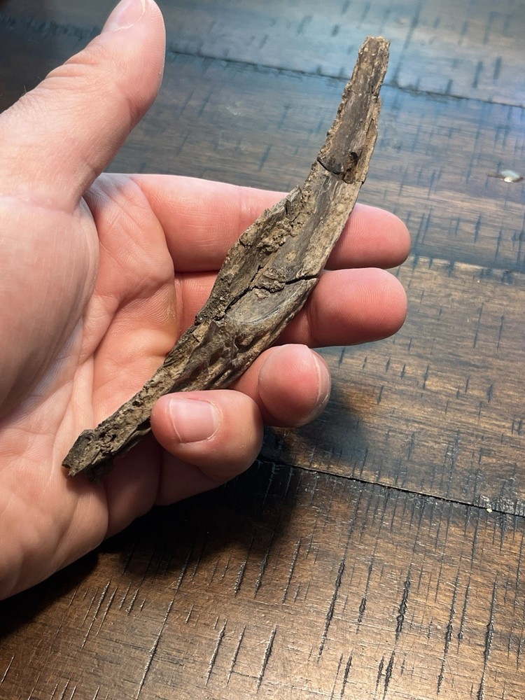 Crocodile Angular Lower Jaw Bone Dinosaur Age Fossil Hell Creek Form SD