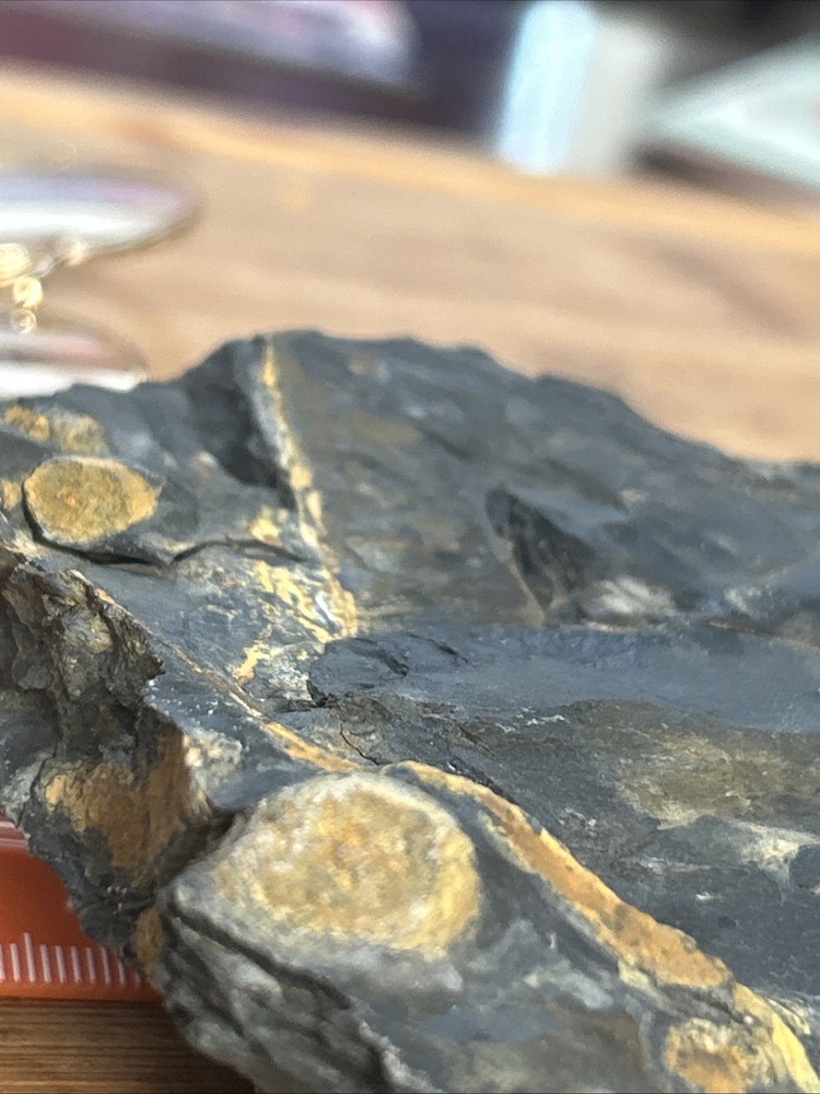 Fern Seed Pod Fossils (Pteridospermatophyta)