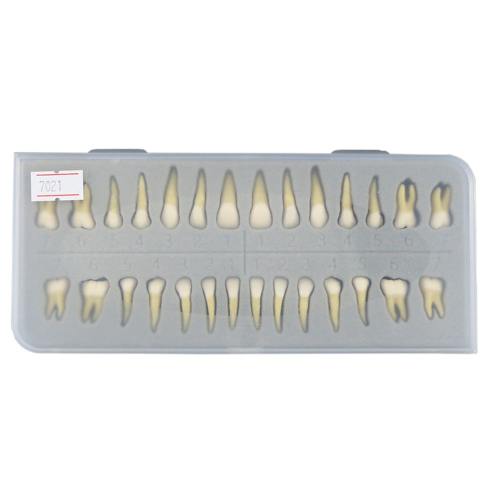 Dental Typodont Standard Teeth Model Study Teach Demo Soft Gum Removable Teeth