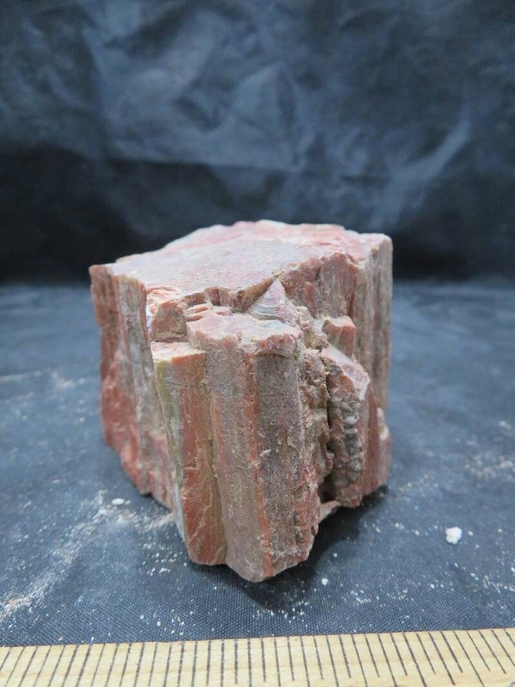 Petrified Wood 1 lbs & 6 ozs