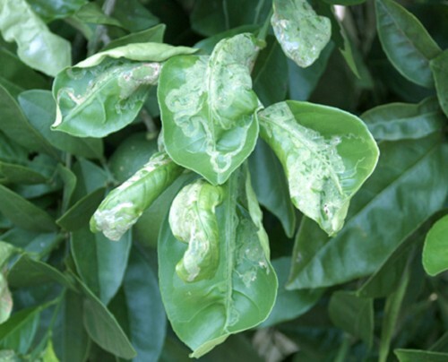 Boca Hydro Citrus Leaf Miner Pheramone Lure Works with all Traps