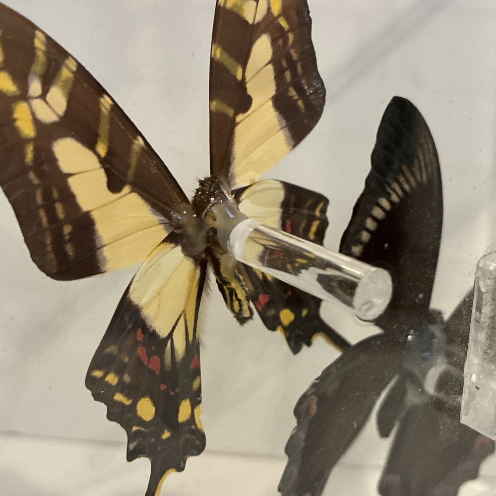 John Jurek Acrylic Butterfly Box