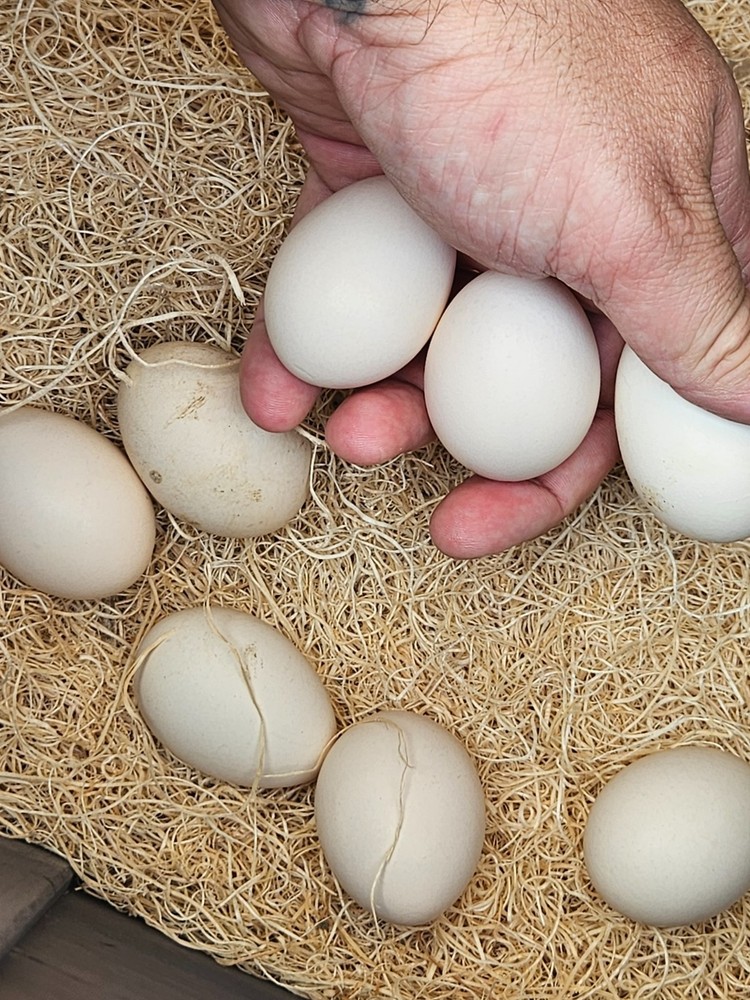 6+ Pure Silver Phoenix longtail Chicken hatching eggs L@@K!