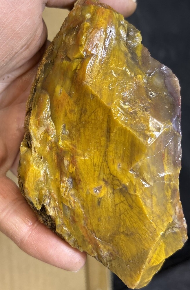 Colorful petrified wood