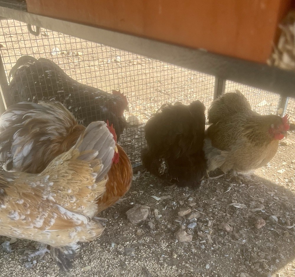 Dozen Cochin Bantam Eggs for Hatching