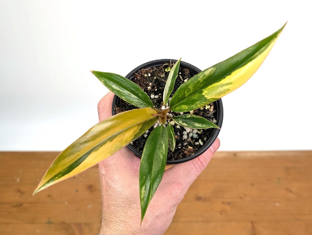 Philodendron Caramel Marble | 4 inch pot