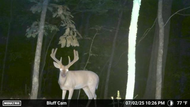 Ultimate Bear, Deer, and Wild hog Call Lure!