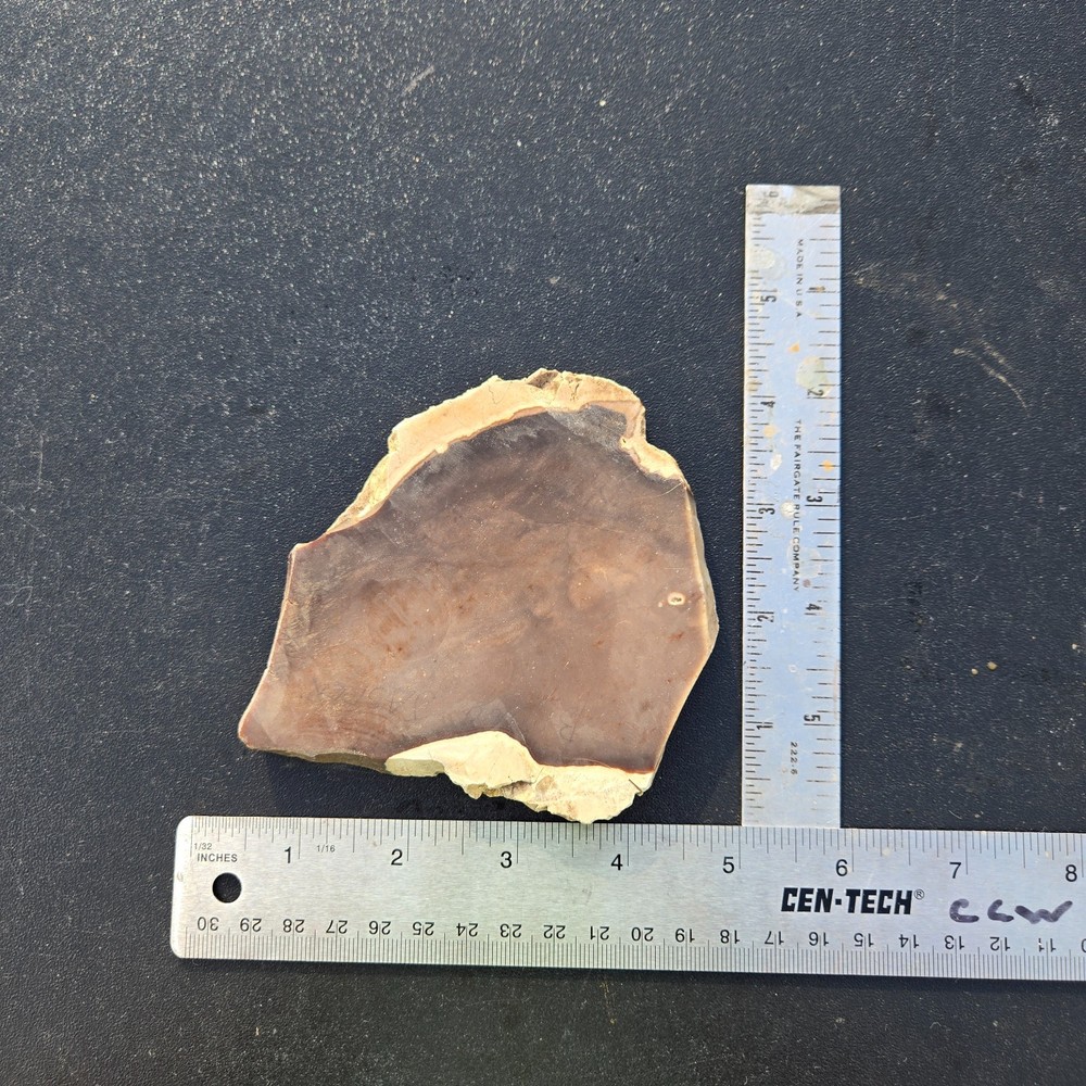 Petrified Wood Slab