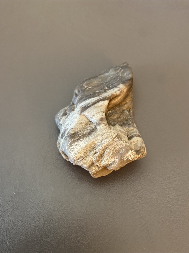 Petrified Wood