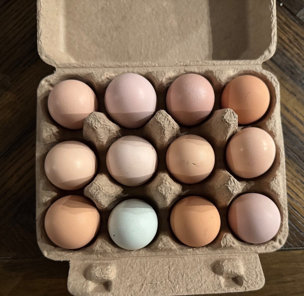 24 Chicken Egg ( Rare breeds Mix )