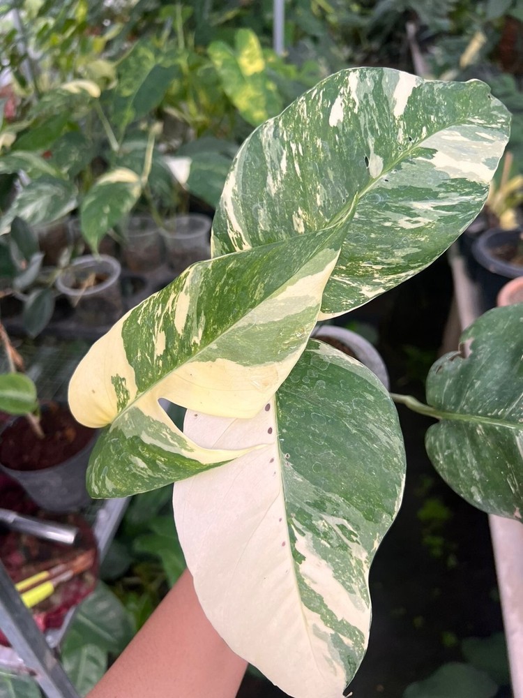 Monstera albo variegated free phitose
