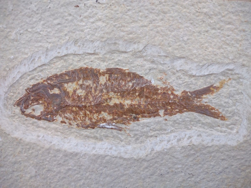 Fossil Fish 6.75” x 4"