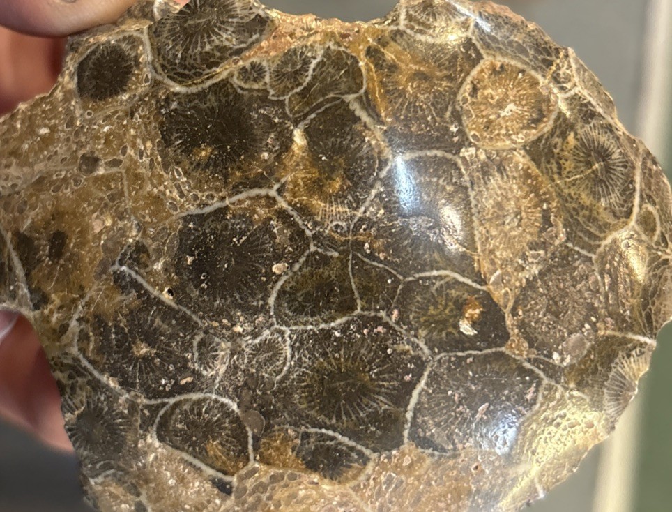 Petrified Coral End Polished