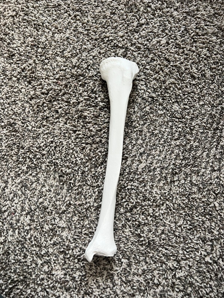 Axis Scientific Lower Extremity Bone Models