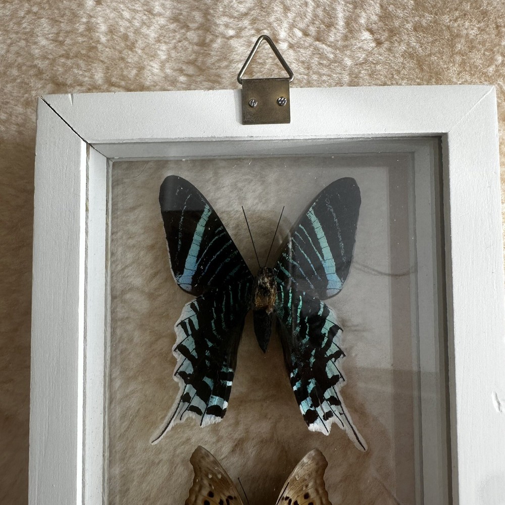 Real Framed Butterfly Specimen Display Shadow Box Swallowtail Entomology Art