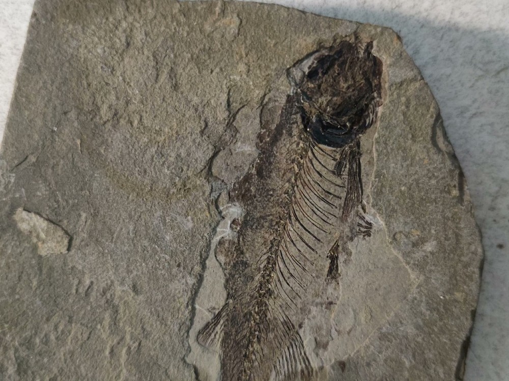 Authentic and Unique Paleontological Fishification Stone C02