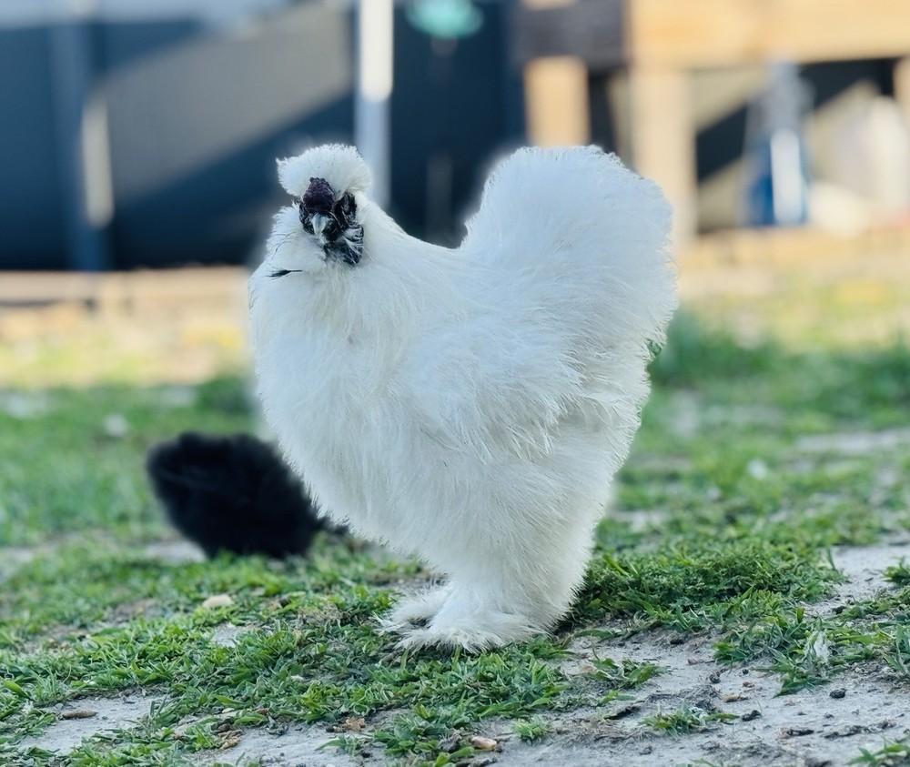 Silkie Chicken Hatching Eggs Assorted Colors