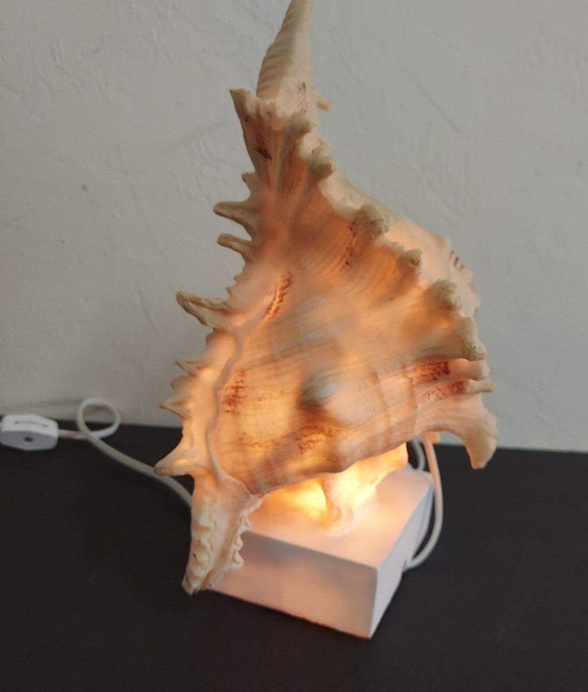 Cracker Barrel Shell Accent Light Standard 120 V Wall Outlet